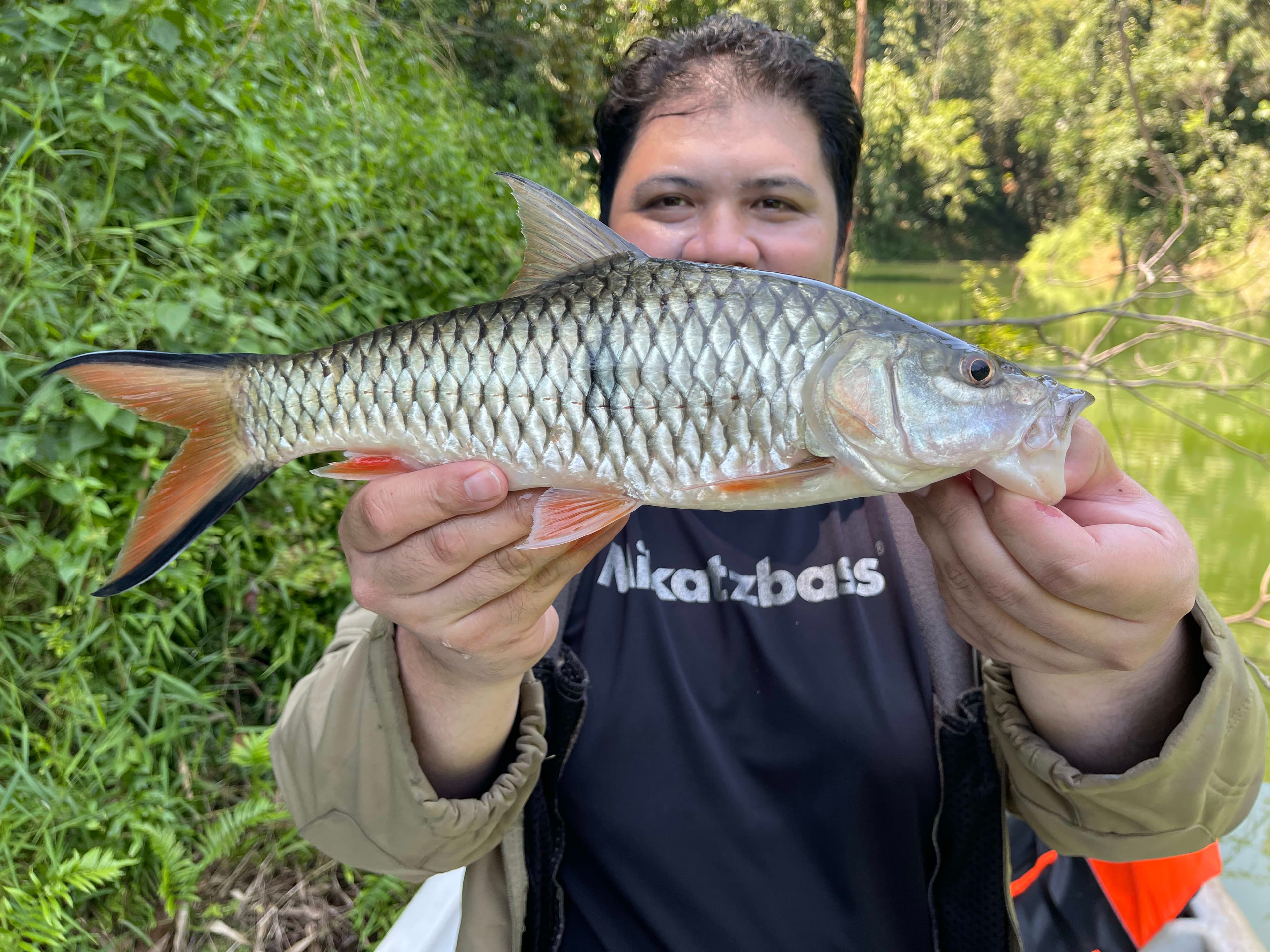Extremely fun on light tackle, this Sebarau fallen for 7g Silver Spoon