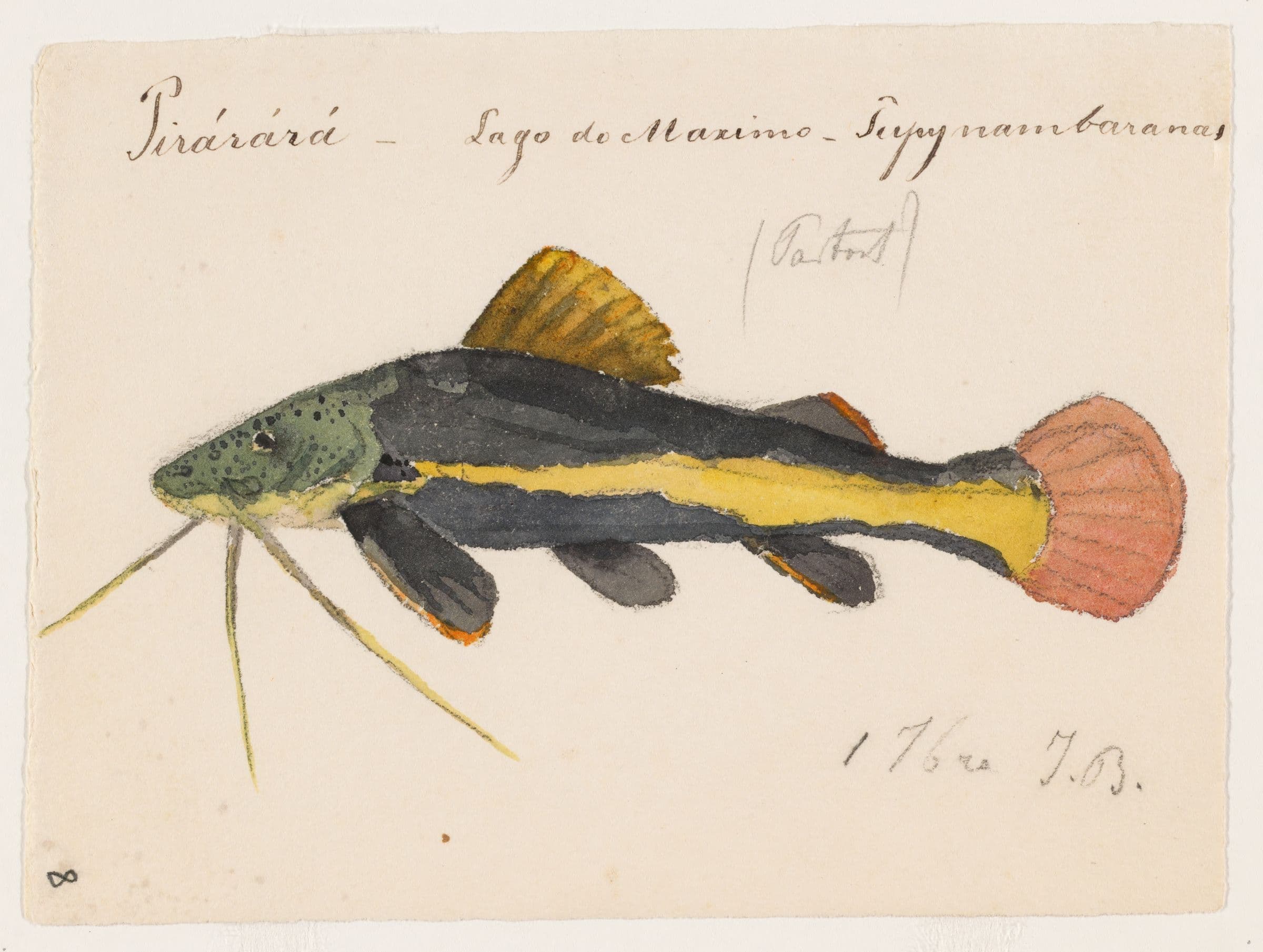 Phractocephalus hemioliopterus (Lago Maximo, Brazil, 1 September 1865 by Burkhardt, Jacques)