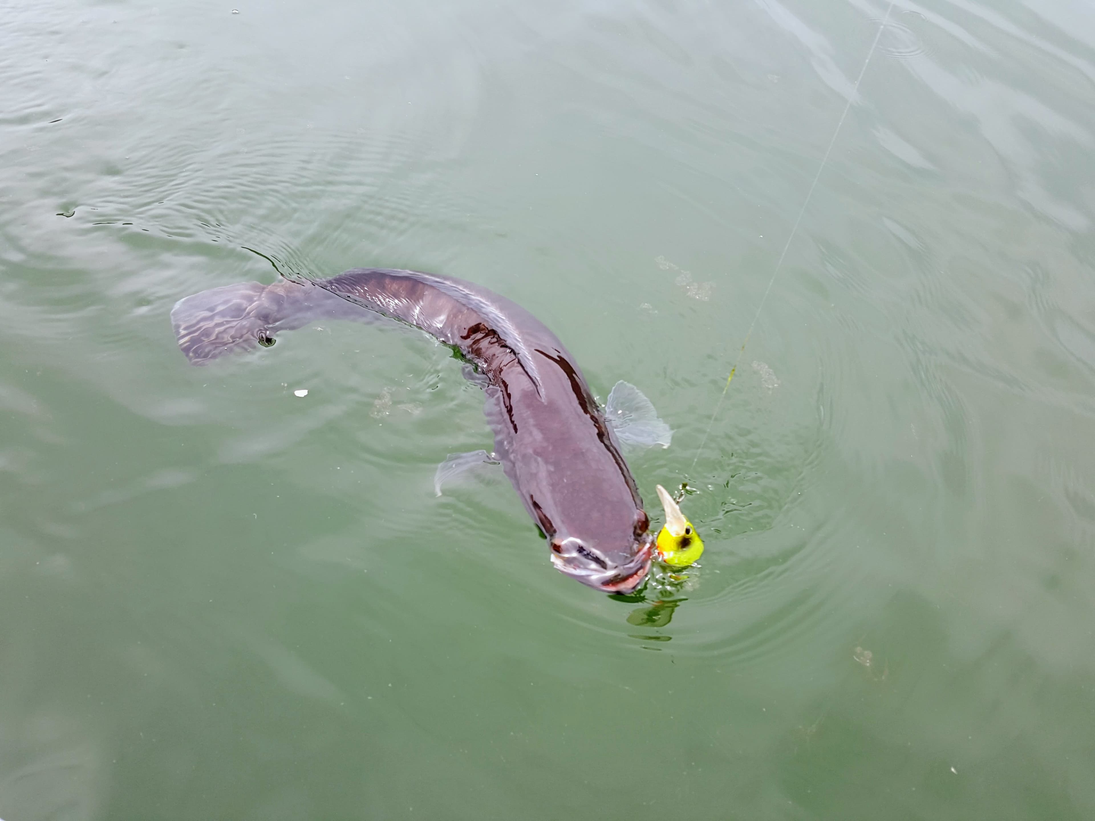 Catching Giant Snakehead or Toman on Lure is the best experience.